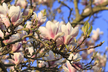 Magnolia tree