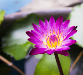 Water Lilly