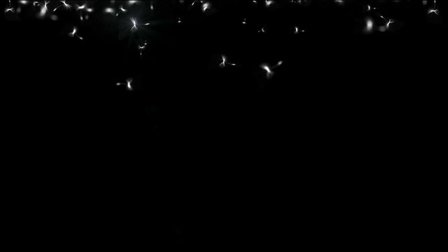 dandelion