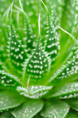 Aloe leaves close-up