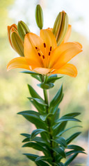 Beautiful flowers of yellow lilies.