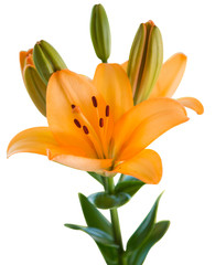 Obraz premium Beautiful orange lilies