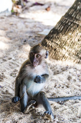 Little macaque monkeys in the wild. Thailand