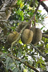 Durian tree