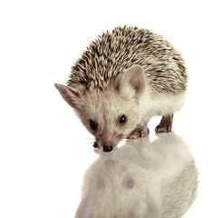 little hedgehog isolate on white