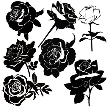 vector collection of rose flowers isolated