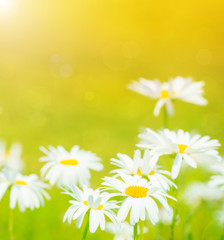 Daisies flowers field