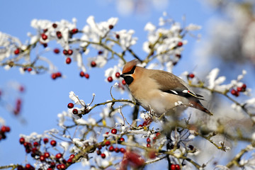 Waxwing, Bombycilla garrulus