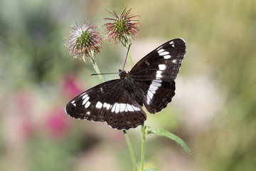 White admiral, Ladoga camilla