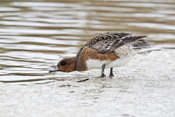 Wigeon, Anas penelope,  female