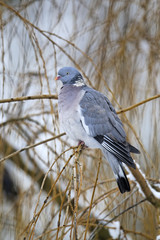 Wood pigeon, Columba palumbus