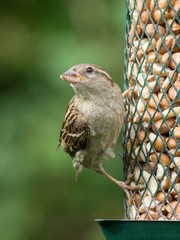 Female house sparrow sitting on bird feeder looking left