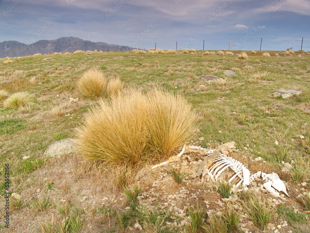 Wall mural Sheep skeleton, New Zealand