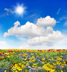 colorful flowers meadow and green grass field over blue sky