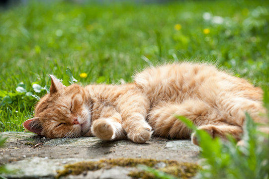 Schlafender Kater - Sleeping cat