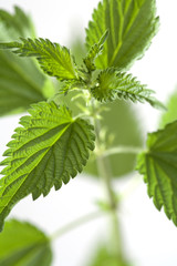 nettle isolated on white background