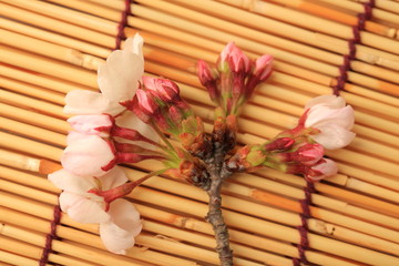 Naklejka na ściany i meble 桜
