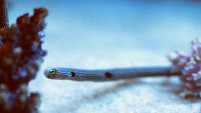 Garden Eel - Gorgasia sillneri