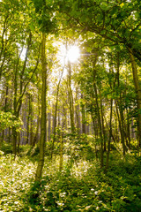 Sun shining through the trees