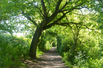 Tunneled path through the trees - Powered by Adobe