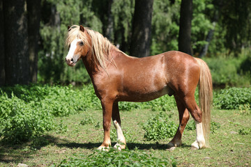 Beautiful welsh mountain pony stallion on pasturage