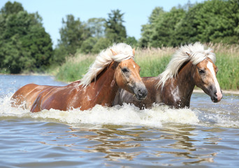 Two haflingers moving in water