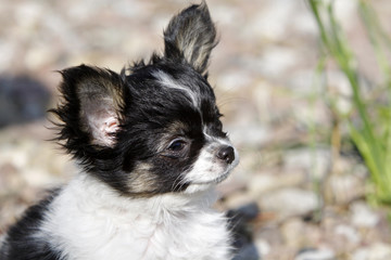 Chihuahua