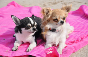 chihuahuas on the beach