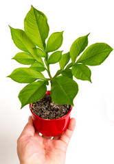 Human hands and young plant