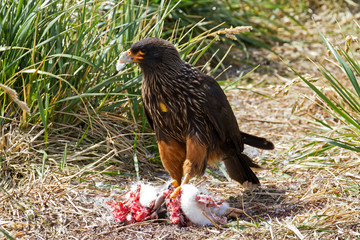 Skua hunting a penguin chick