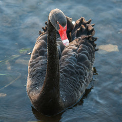 detail of black swan floating on lake