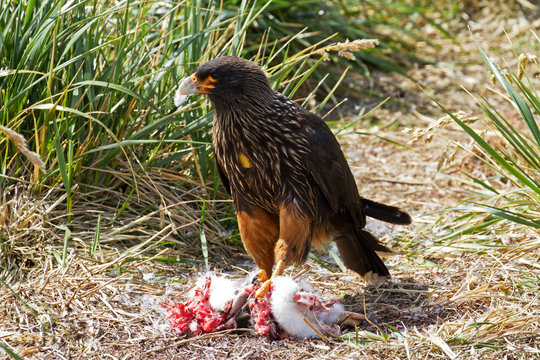 Skua hunting a penguin chick