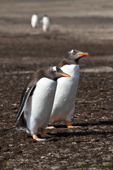 Gentoo penguin friends