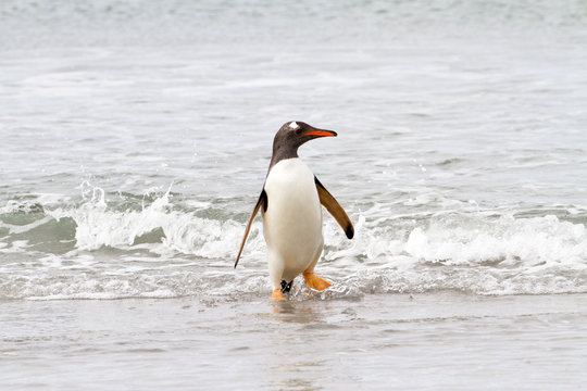 Gentoo penguin is coming home from fishing
