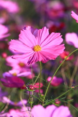 Obraz premium コスモス