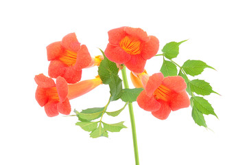 Beautiful orange trumpet flower isolated on a white