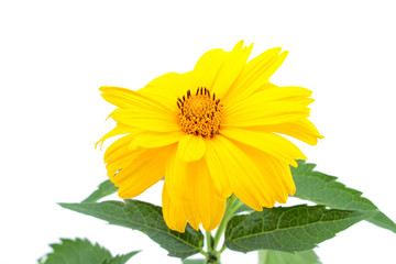 Fototapeta premium Yellow flower isolated on white background