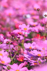 Fototapeta premium コスモス
