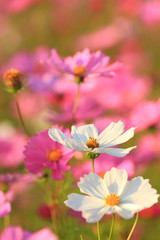 Fototapeta premium コスモス