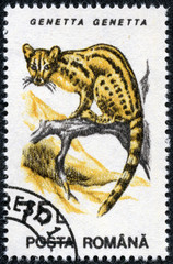 stamp printed in the Romania, shows the Common Genet