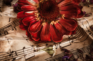 Vintage music notes with red flower