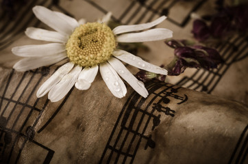 Old music notes with dry daisy