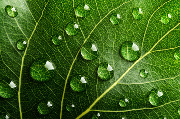 Fototapeta na wymiar Zielony liść z kroplami wody