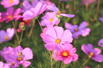 Fototapeta premium コスモス