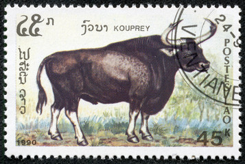 stamp printed by Laos, shows Kouprey