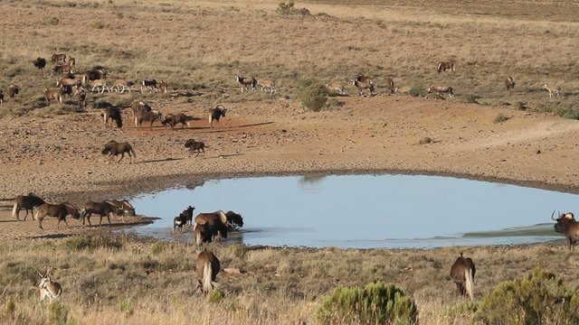 Black wildebeest and blesbok antelopes at a waterhole