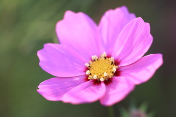 コスモス