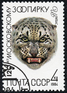 stamp printed in USSR (Russia) shows a Snow leopard