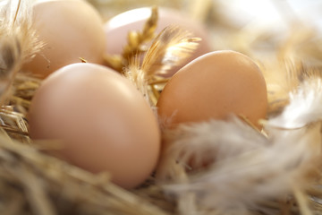 fresh eggs in a nest © DDsign
