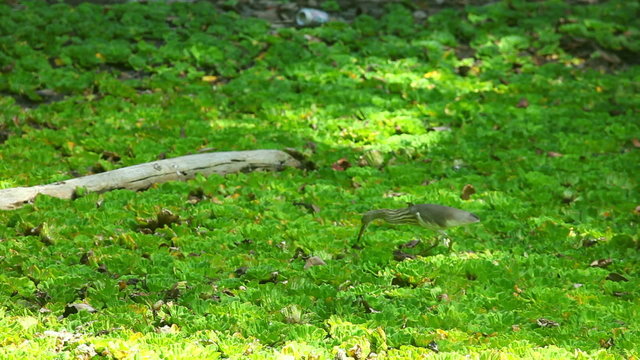 Gray heron hunting